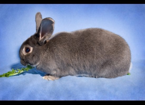 Adoptable Rabbits: Metro Detroit Shelters Looking For Responsible Pet ...