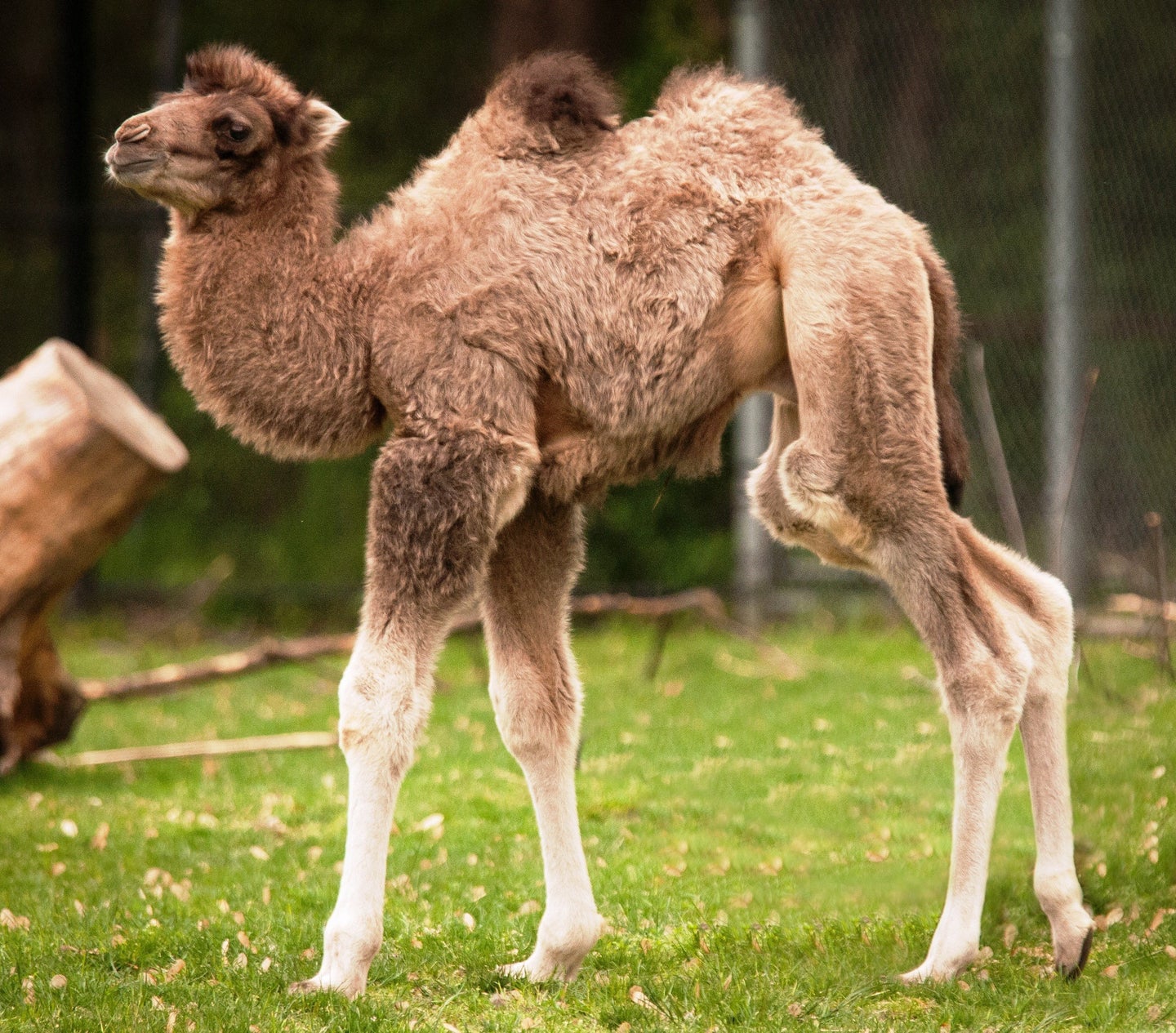 Baby Camel Bulgan Born At Detroit Zoo (PHOTOS) | HuffPost Detroit