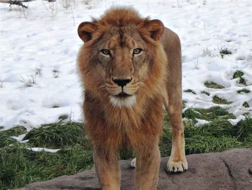 北のライオン = A LION FROM THE NORTH 4 Sabaton - The Lion From The North (Lyrics English & Deutsch