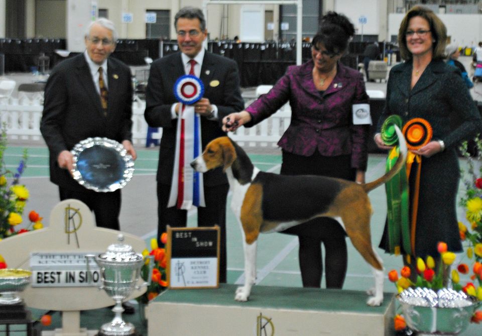 Detroit Kennel Club Dog Show Brings Canines Out For Competition At Cobo