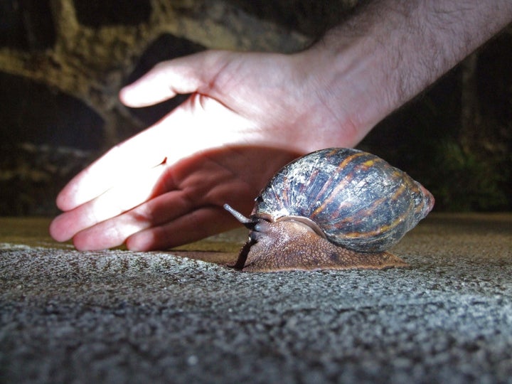 Giant African Snail