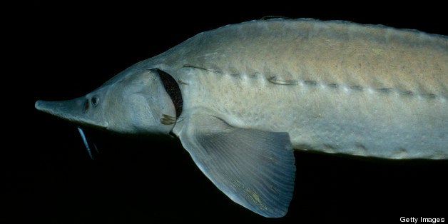 sturgeon, Acipenser sp., Speckeiteich, Austria