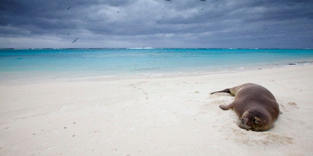 Hawaiian Monk Seal (Monachus schauinslandi), Sand Island, Midway Atoll, US Overseas Territory