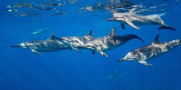Pod of wild spinner dolphins swimming off the Big Island of Hawaii.