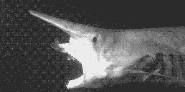 WATCH: Elusive & Creepy Deep Sea Shark Caught On Camera | HuffPost Hawaii