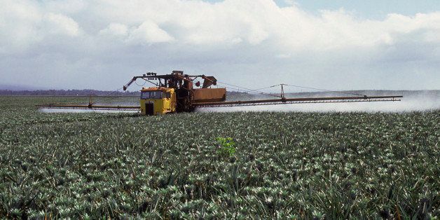 Spraying pesticide on pineapple field, Oahu, HI