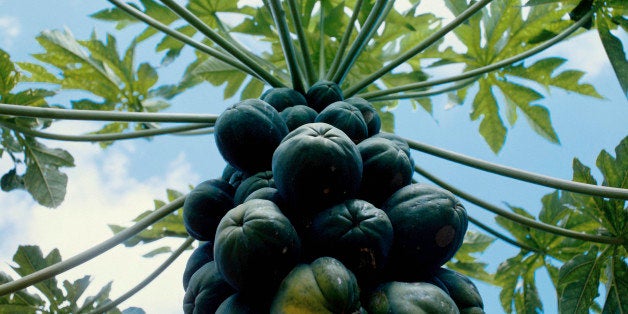 Papaya tree