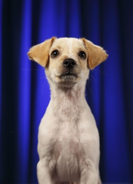 puppy bowl 2012