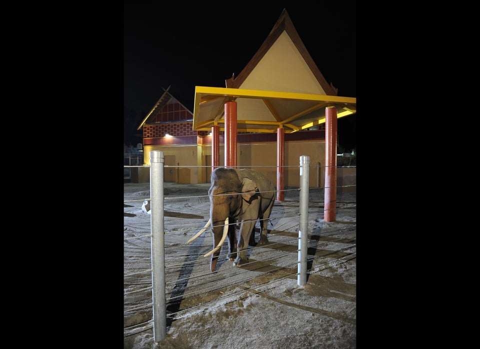 Billy, a 25-year-old male Asian elephant