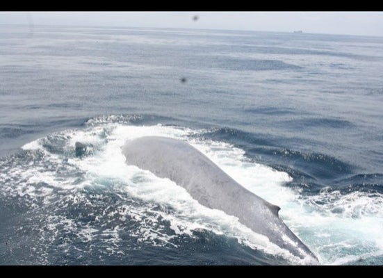 Largest Animal on Earth of CA Coast | HuffPost Los Angeles Largest Animal on Earth of CA Coast | HuffPost Los Angeles