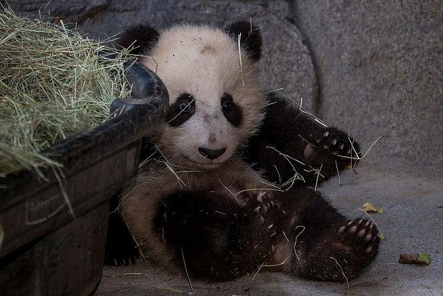 Xiao Liwu Takes A Roll In The Hay