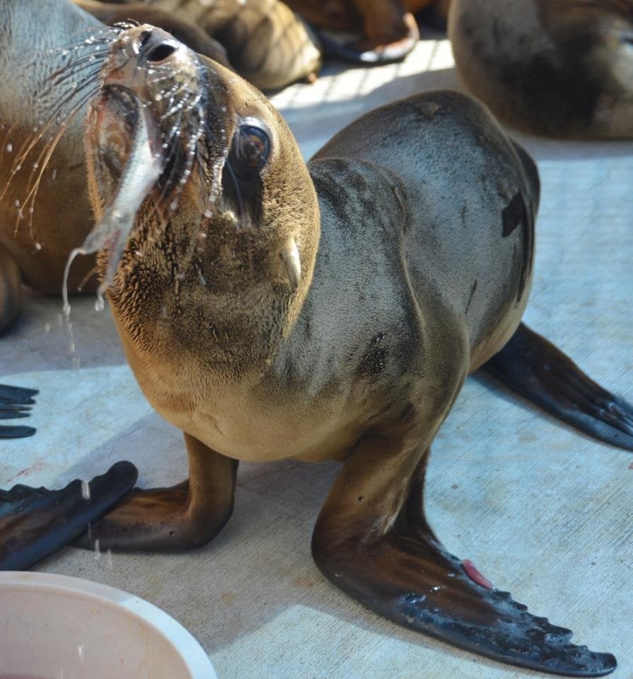 Sea Lion Rescues Overwhelm Pacific Marine Mammal Center (PHOTOS