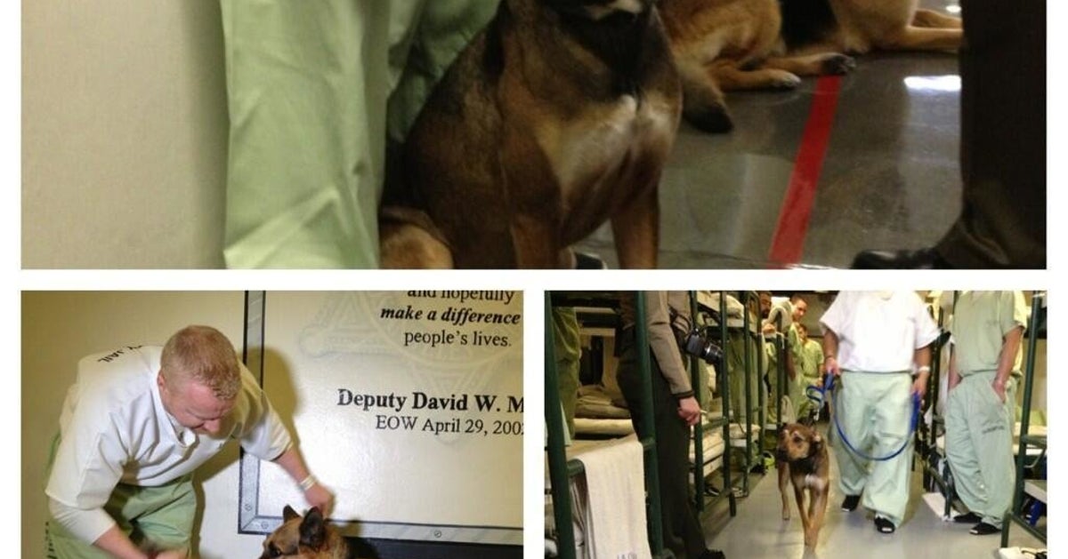 Dogs In Jail: Custody Canine Program Rescues Animals, Rehabilitates Men ...