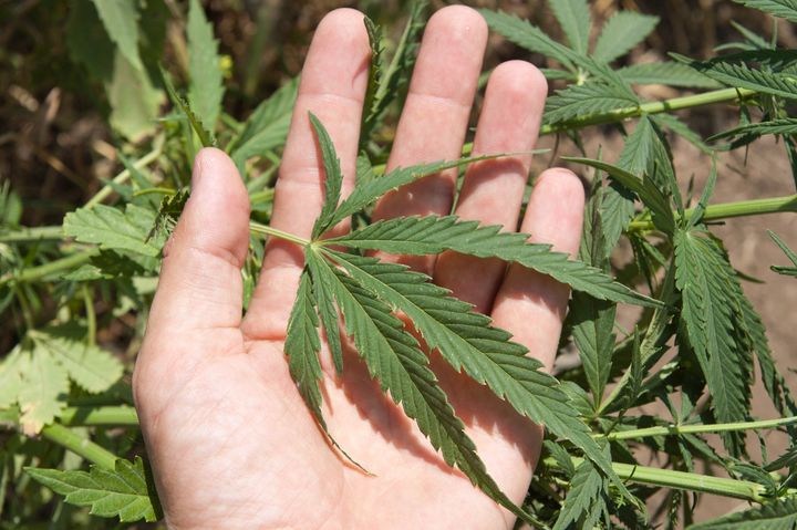green leaf of marijuana in a...