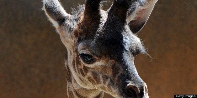 A baby female Masai Giraffe who has been named Shani, stands beside her mother Naema, after being born three weeks ago at the Los Angeles Zoo, on September 24, 2010. Able to stand shortly after birth, calves can grow four feet during their first year and when fully grown can reach a height of 18 feet, making them the tallest land mammal. Native to Kenya and Tanzania, Masai giraffes can reach a speed of 35 miles per hour with kicks so powerful that they?re capable of decapitating a lion. Giraffes communicate with one another through posturing, movement and carriage of their tails, retreat and sometimes vocalization, which includes moos, bellows and whistles. AFP PHOTO/Mark RALSTON (Photo credit should read MARK RALSTON/AFP/Getty Images)