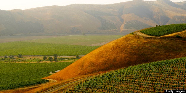 Vineyards near Santa Maria, California