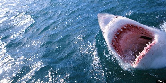 Commercial Fishing Driving Some Sharks to Extinction