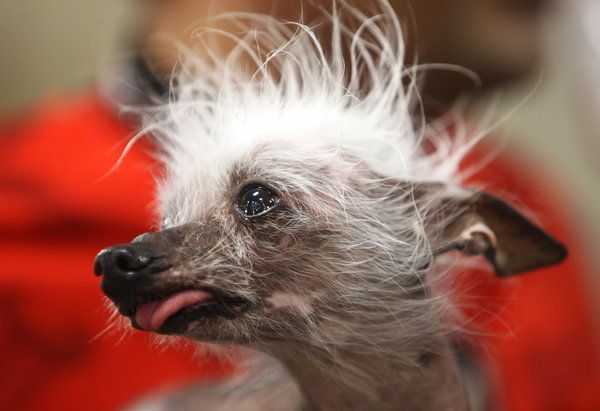 Ugly Dog Contest Names RASCAL The Ugliest | HuffPost Los Angeles