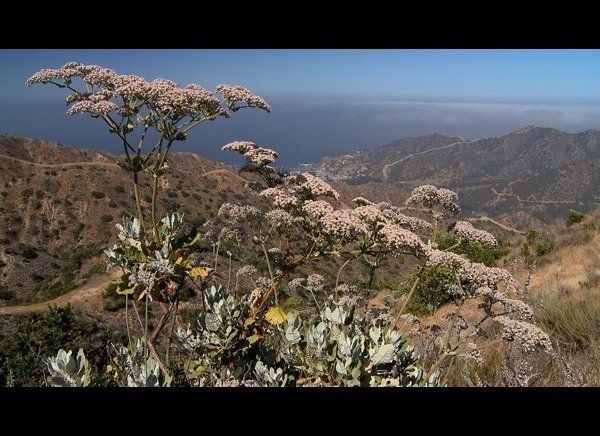 Wrigley Memorial & Botanical Gardens and Catalina Island Conservancy