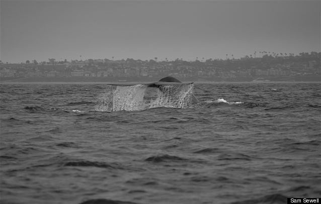 Los Angeles Whale Watching Season 'An Experience Of A Lifetime