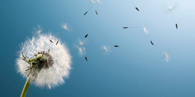 Dandelion seeds blowing from stem