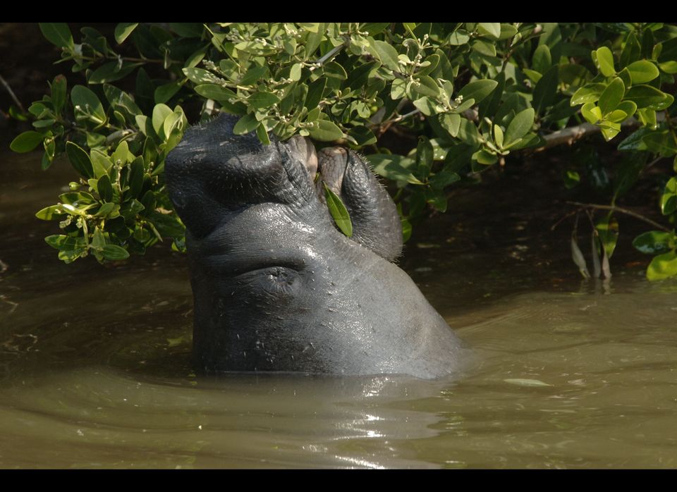 A young Manatee feeds in the waters arou