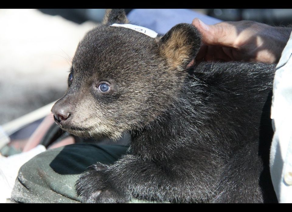 8-Week-Old Bear Cubs Examined By Florida Fish And Wildlife Biologists ...