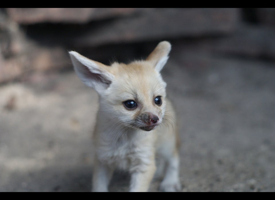 Baby Fennec Foxes Born At Palm Beach Zoo Photos Huffpost Null Baby Fennec Foxes Born At Palm Beach Zoo Photos Huffpost Null
