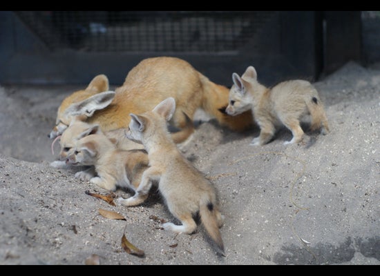 Baby Fennec Foxes Born At Palm Beach Zoo Photos Huffpost Null