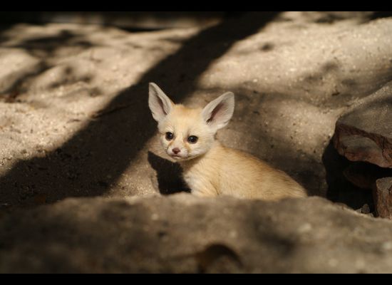 Baby Fennec Foxes Born At Palm Beach Zoo Photos Huffpost Null