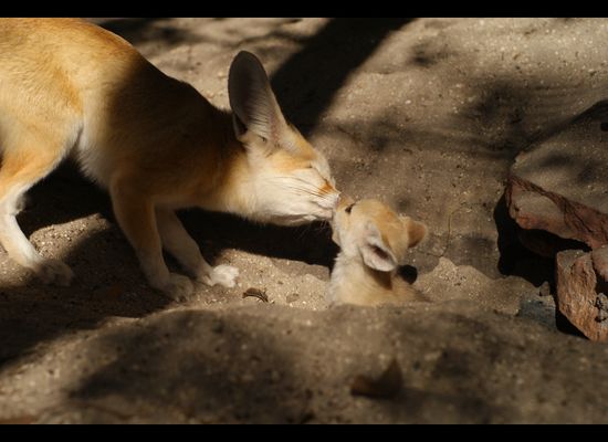 Baby Fennec Foxes Born At Palm Beach Zoo Photos Huffpost Null Baby Fennec Foxes Born At Palm Beach Zoo Photos Huffpost Null