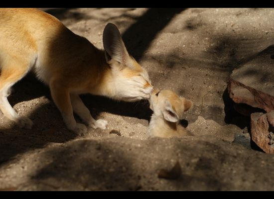 Baby Fennec Foxes Born At Palm Beach Zoo Photos Huffpost Null