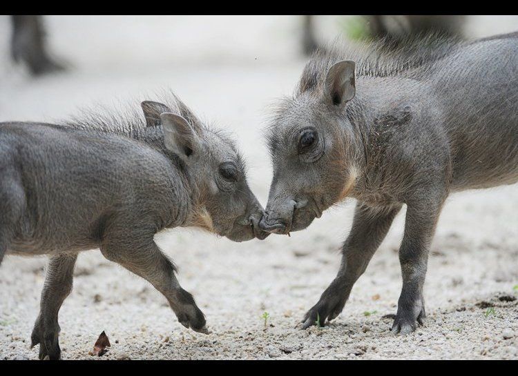 Baby Wart Hogs