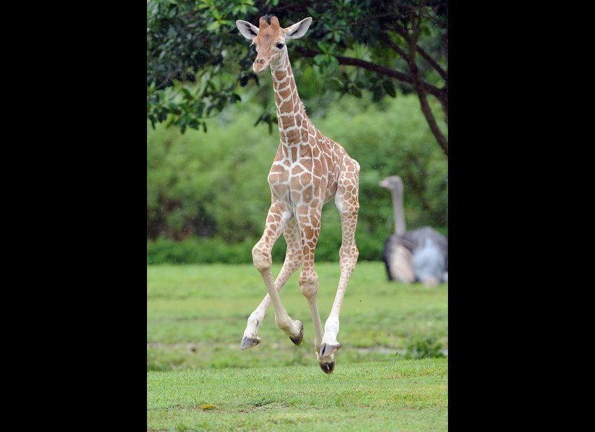 Titan the Baby Giraffe