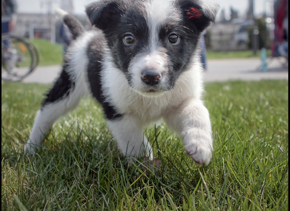 Amelia Earhart Bark Park