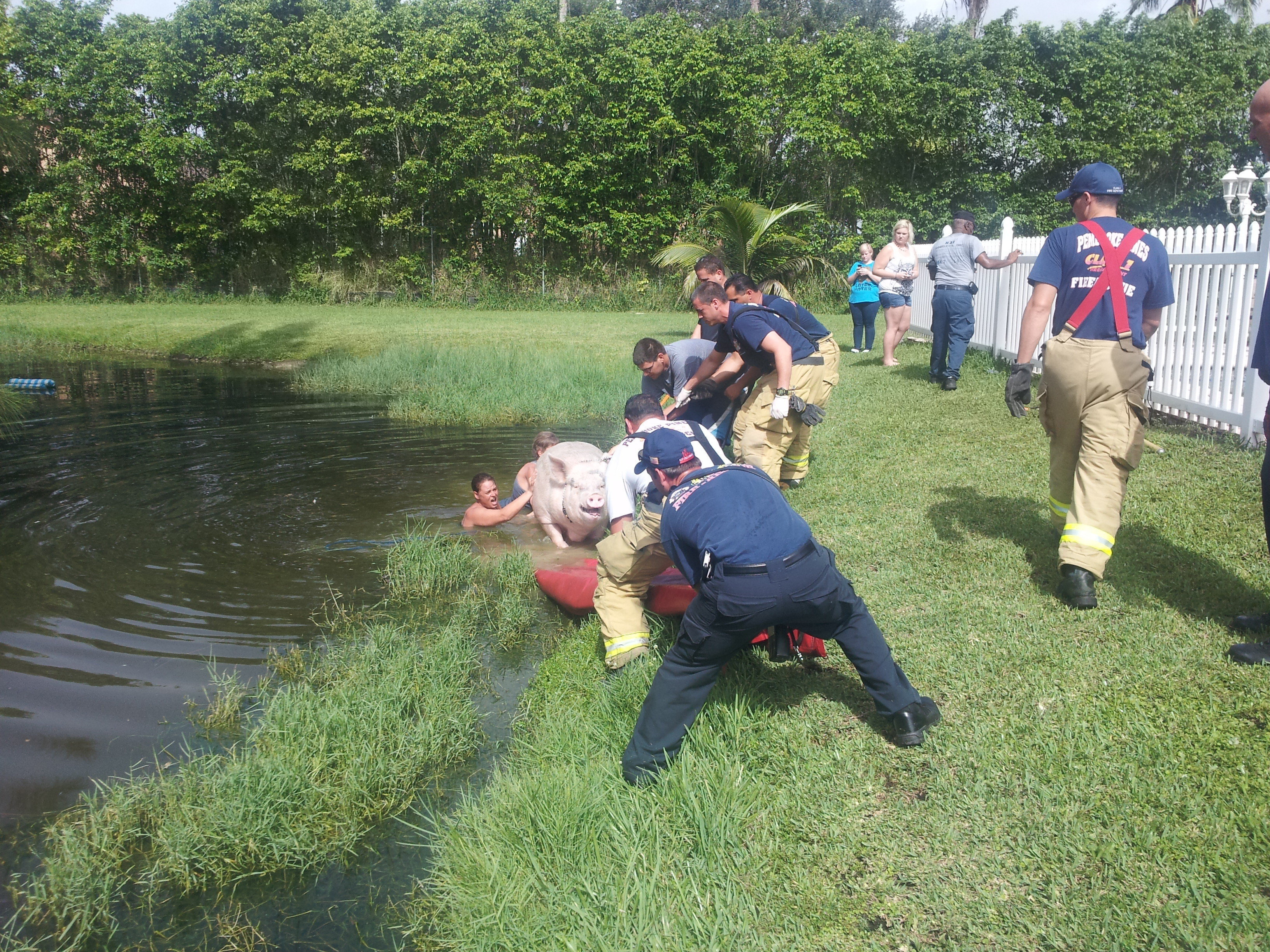 900-Pound Pig Rescued From Drowning By Good Samaritans, Volunteers, And ...