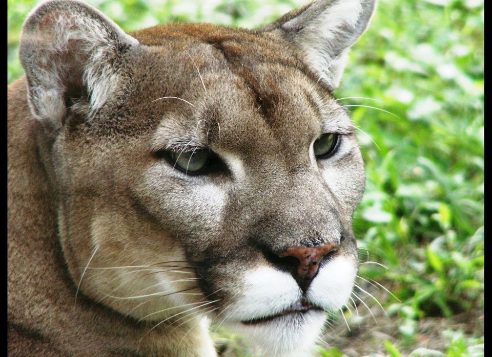 Florida Panther