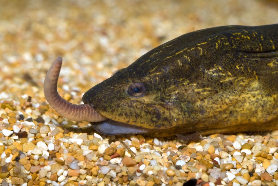 Asian Swamp Eel