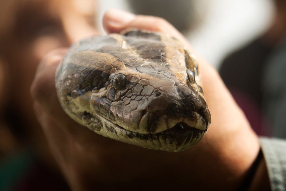 Python Control In Everglades