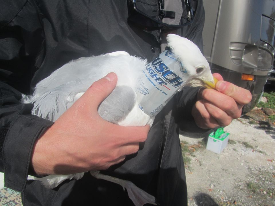 Herring gull with bush light beer can