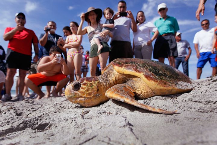 KEY BISCAYNE, FL - MARCH 13: People watch as one of two loggerhead sea turtles are released back into the wild at Bill Baggs Cape Florida State Park after they underwent rehabilitation at Miami Seaquarium March 13, 2012 in Key Biscayne, Florida. The two loggerhead sea turtles weighing in at 90 lbs and 125 lbs were both found weak in the wild, covered in parasites and facing buoyancy issues. (Photo by Joe Raedle/Getty Images)