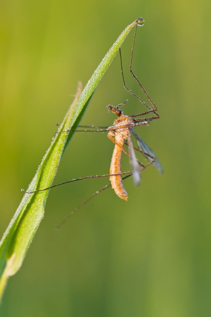 Crane fly (Tipula sp.)