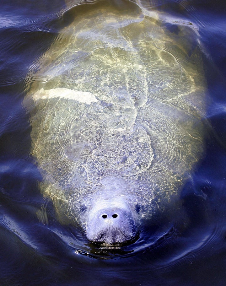 MIAMI, UNITED STATES: A Manatee surfaces for air 16 April 2005 in a canal in Miami, Florida. The slow swimming Manatees are often hit by boats during cold weather months while swimming in the warm water canals in search of food. AFP PHOTO /Robert SULLIVAN (Photo credit should read ROBERT SULLIVAN/AFP/Getty Images)