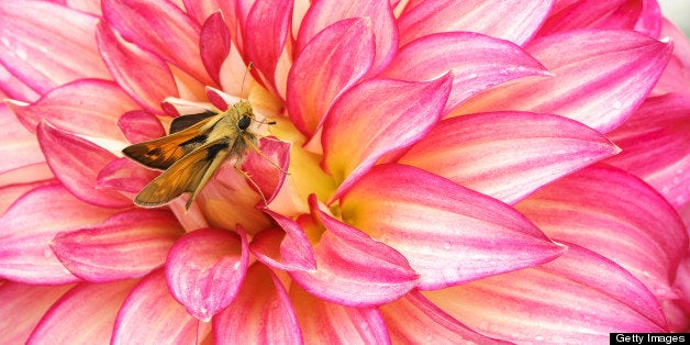 Skipper butterfly on dahlia