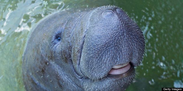 An endangered, male West Indian manatee, Trichechus manatus, being cared for at a rehabilitation compound in Laguna Guerrero, Chetumal Mexico.