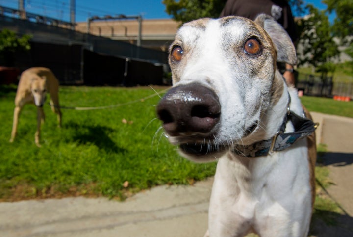 Florida Passes Amendment To End Greyhound Racing Huffpost