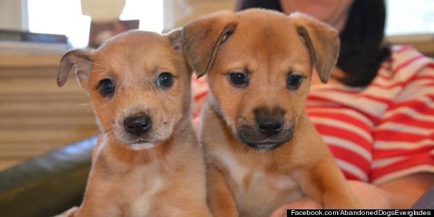 100+ Abandoned Dogs Of Everglades Florida Recues Canines Left To Starve In The Wild (PHOTOS) | HuffPost Miami 100+ Abandoned Dogs Of Everglades Florida Recues Canines Left To Starve In The Wild (PHOTOS) | HuffPost Miami