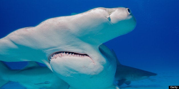 Great Hammerhead sharks (Sphyrna mokarran) are found in shallow water near the coast of Bimini, Bahamas.