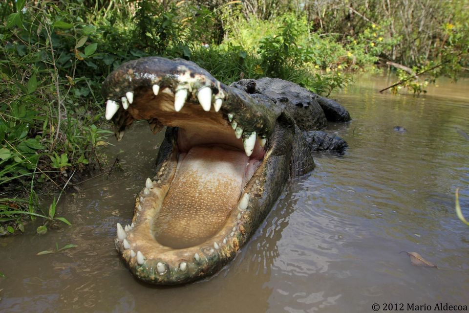 Mario Aldecoa's Gator and Crocodile Photography