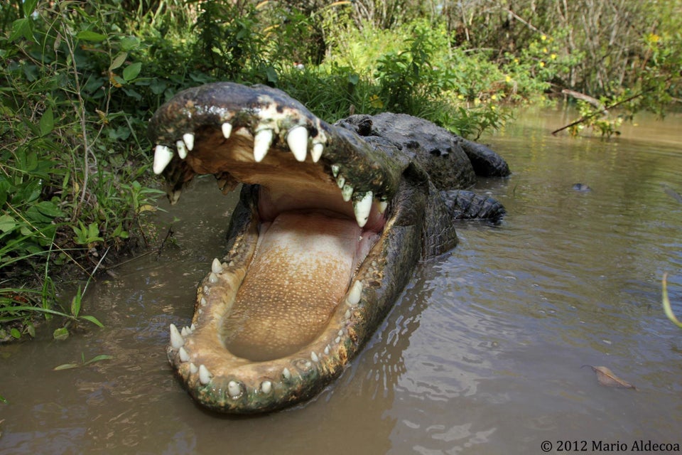 Mario Aldecoa's Gator and Crocodile Photography